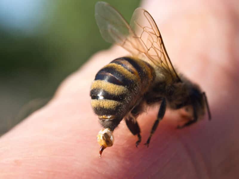 uzadlenie pszczoly jad pszczeli