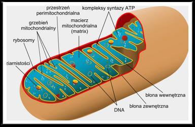 mitochondrium