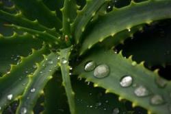 wet-spines_2479538
