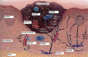 MEZOTERAPIA - ZASTOSOWANIE GROWTH FACTORS 