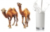 Camel milk - czyli co mleko wielbłąda robi dobrego dla mojej skóry
