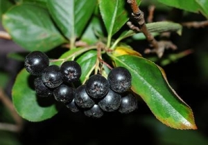 ARONIA – PRZYJACIEL TWOJEJ SKÓRY 