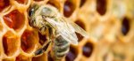 Niezwykła moc pierzgi pszczelej
