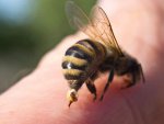 Jad pszczeli - fakty, mity