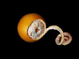 grejpfrut_2495308