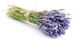 lawenda