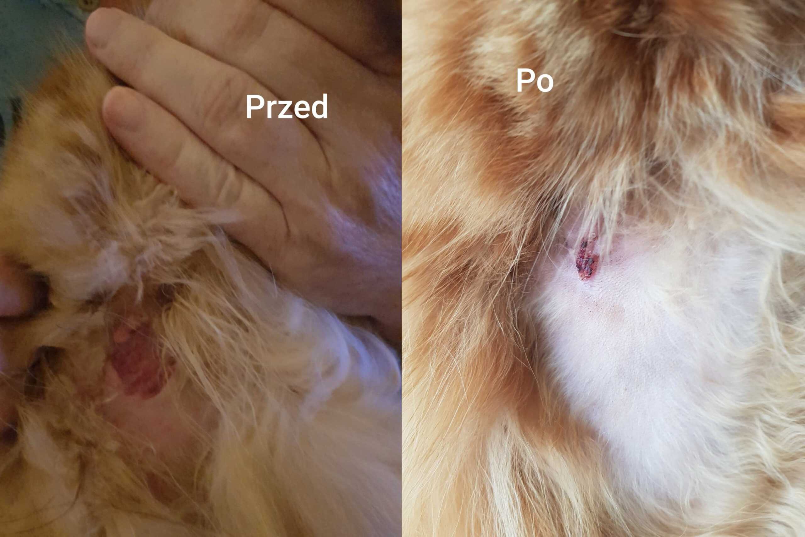 odparzenie kot przed i po